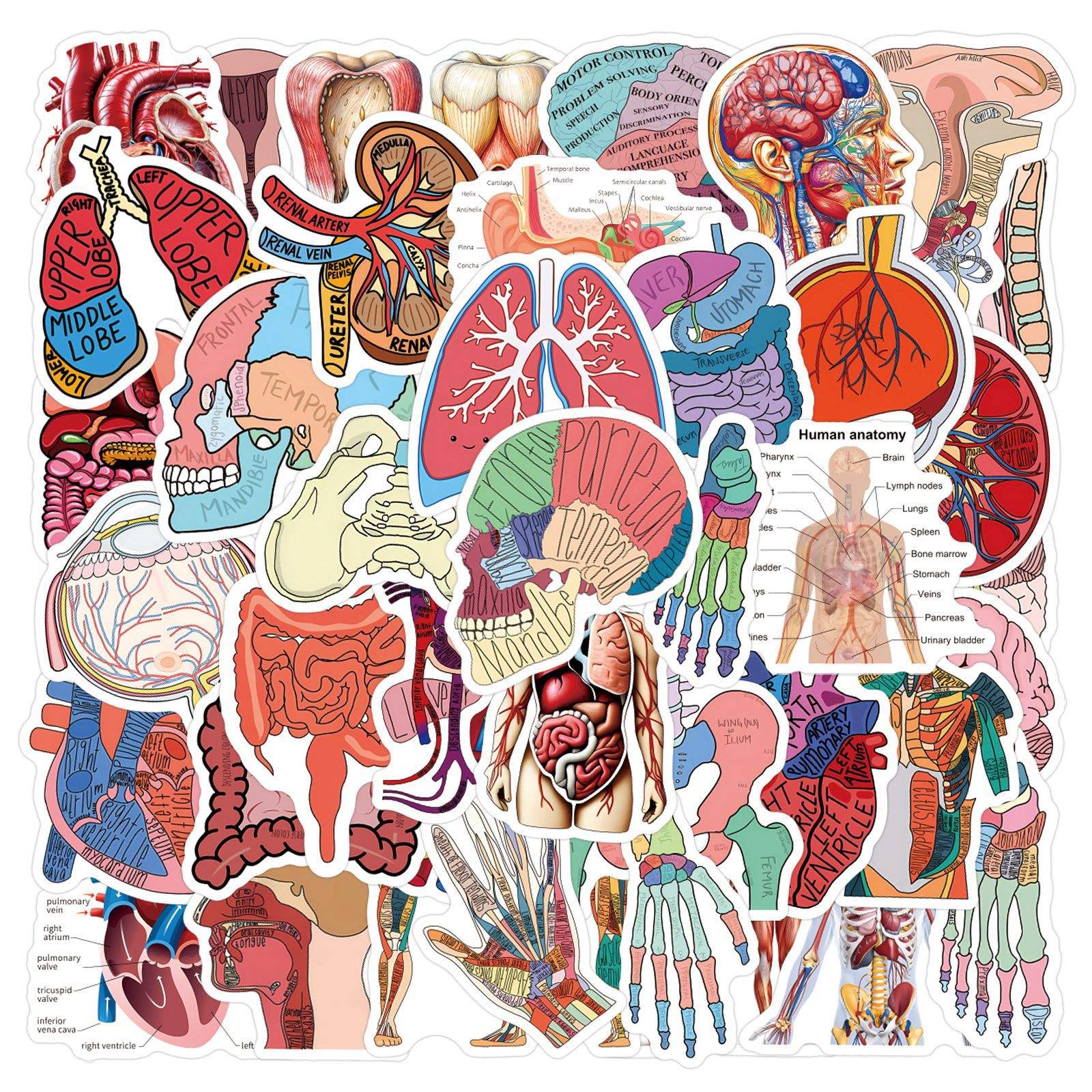 MedTech- 60 Pcs Cartoon Human Organ Stickers 2- -